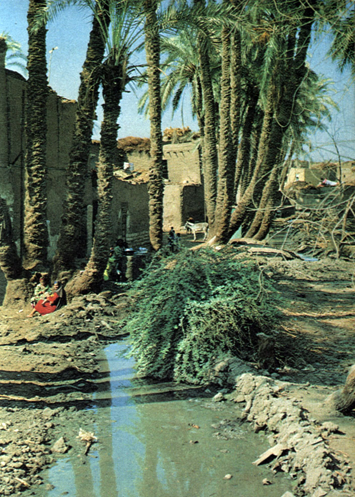 Глинобитные дома прячутся в тени финиковых пальм